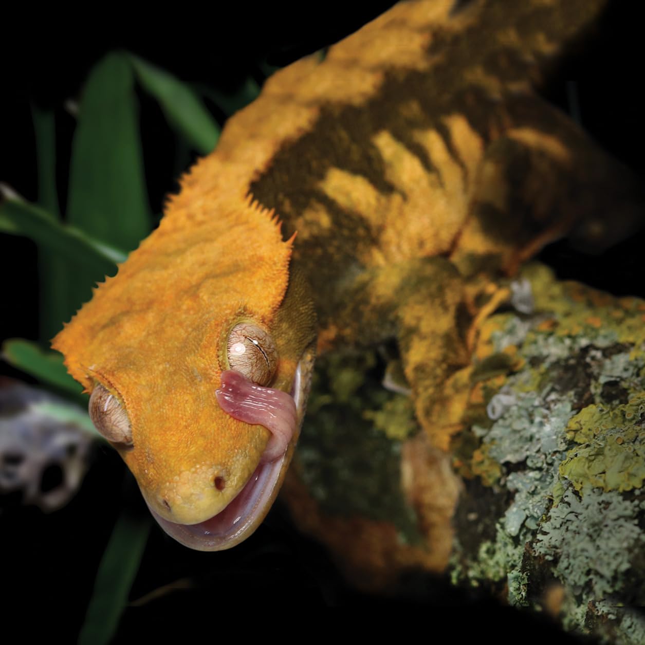 Arcadia ShadeDweller 2.4% Arboreal ProT5 Kit-12