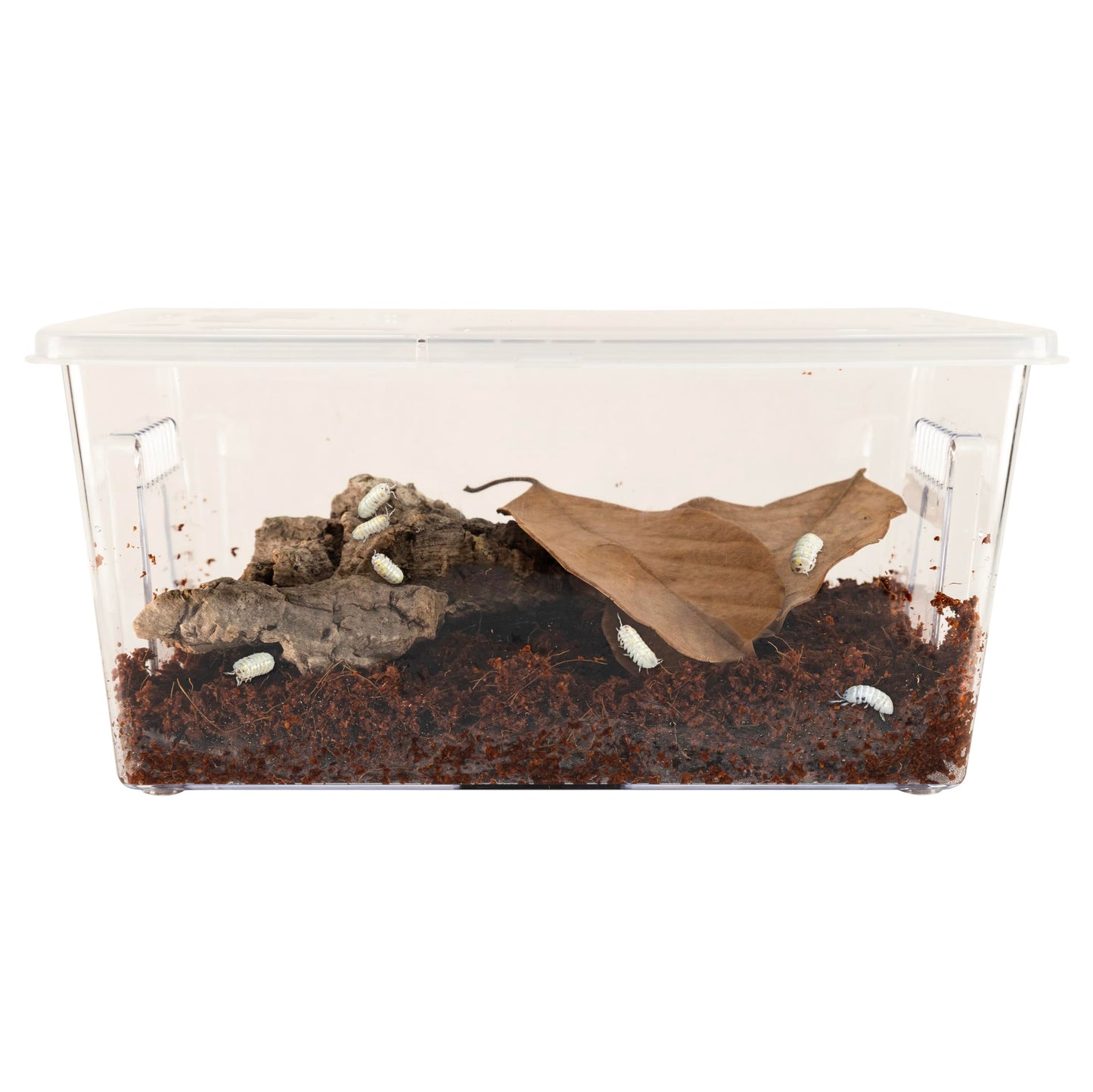 Zoo Med Creatures Isopod Habitat Roly-Poly Kit 10.25" L X 5" H